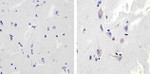 NMDAR1 Antibody in Immunohistochemistry (Paraffin) (IHC (P))