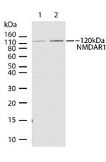 NMDAR1 Antibody in Western Blot (WB)