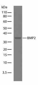 BMP-2 Antibody in Western Blot (WB)