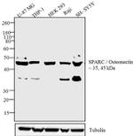 SPARC Antibody in Western Blot (WB)