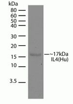 IL-4 Antibody in Western Blot (WB)