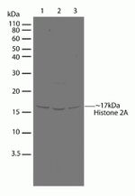 Histone H2A Antibody in Western Blot (WB)