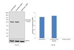 NFkB p65 Antibody