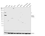 GATA1 Antibody in Western Blot (WB)