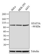 STAT5 alpha Antibody in Western Blot (WB)