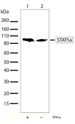 STAT5 alpha Antibody in Western Blot (WB)