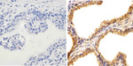 JNK1 Antibody in Immunohistochemistry (Paraffin) (IHC (P))