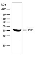 JNK1 Antibody in Western Blot (WB)