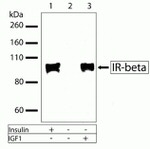 INSR beta Antibody in Western Blot (WB)