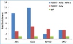 STAT3 Antibody in ChIP Assay (ChIP)