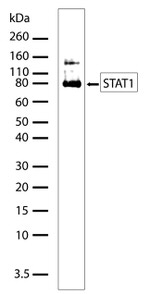 STAT1 Antibody in Western Blot (WB)