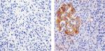 PDIA2 Antibody in Immunohistochemistry (Paraffin) (IHC (P))