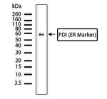 PDIA2 Antibody in Western Blot (WB)