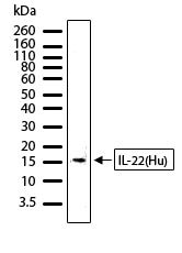 IL-22 Antibody in Western Blot (WB)