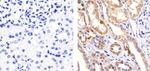 Phospho-p38 MAPK (Thr180, Tyr182) Antibody in Immunohistochemistry (Paraffin) (IHC (P))