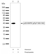 Phospho-p38 MAPK (Thr180, Tyr182) Antibody in Western Blot (WB)