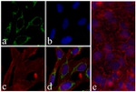 Phospho-PRAS40 (Thr246) Antibody in Immunocytochemistry (ICC/IF)