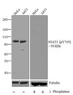 Phospho-STAT3 (Tyr705) Antibody in Western Blot (WB)