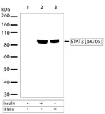 Phospho-STAT3 (Tyr705) Antibody in Western Blot (WB)