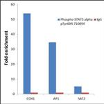 Phospho-STAT5 alpha (Tyr694) Antibody in ChIP Assay (ChIP)