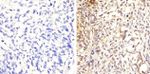 Phospho-STAT5 alpha (Tyr694) Antibody in Immunohistochemistry (Paraffin) (IHC (P))