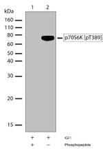 Phospho-p70 S6 Kinase (Thr389) Antibody in Western Blot (WB)