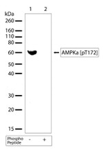 Phospho-AMPK alpha-1,2 (Thr183, Thr172) Antibody in Western Blot (WB)