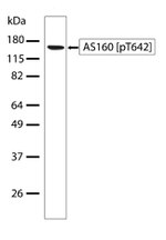 Phospho-AS160 (Thr642) Antibody in Western Blot (WB)