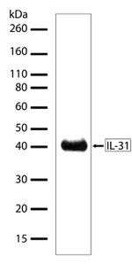 IL-31 Antibody in Western Blot (WB)