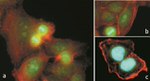 Phospho-p70 S6 Kinase (Thr421, Ser424) Antibody in Immunocytochemistry (ICC/IF)