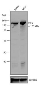 FAK Antibody in Western Blot (WB)