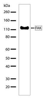 FAK Antibody in Western Blot (WB)