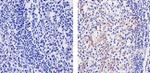 CCL3 Antibody in Immunohistochemistry (Paraffin) (IHC (P))