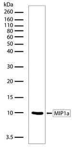 CCL3 Antibody in Western Blot (WB)