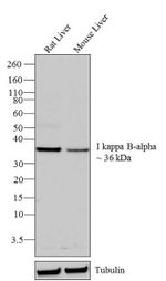 IkB alpha Antibody in Western Blot (WB)