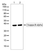 IkB alpha Antibody in Western Blot (WB)