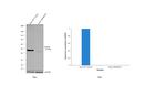 GSK3B Antibody in Western Blot (WB)