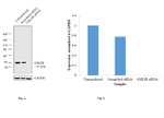 GSK3B Antibody in Western Blot (WB)