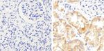 STAT2 Antibody in Immunohistochemistry (Paraffin) (IHC (P))