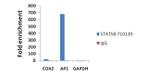 STAT5 beta Antibody