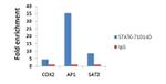 STAT6 Antibody in ChIP Assay (ChIP)