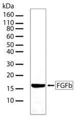 FGF2 Antibody in Western Blot (WB)