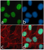 CREB Antibody in Immunocytochemistry (ICC/IF)