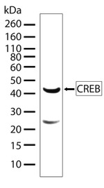 CREB Antibody in Western Blot (WB)