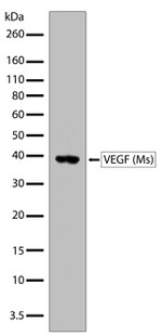 VEGF Antibody in Western Blot (WB)