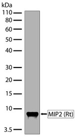 CXCL2 Antibody in Western Blot (WB)