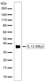 IL-12 p35 Antibody in Western Blot (WB)