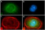 PDGFRA Antibody in Immunocytochemistry (ICC/IF)