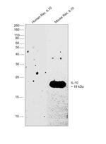 IL-10 Antibody in Western Blot (WB)