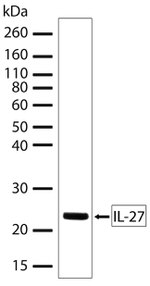 IL-27 p28 Antibody in Western Blot (WB)